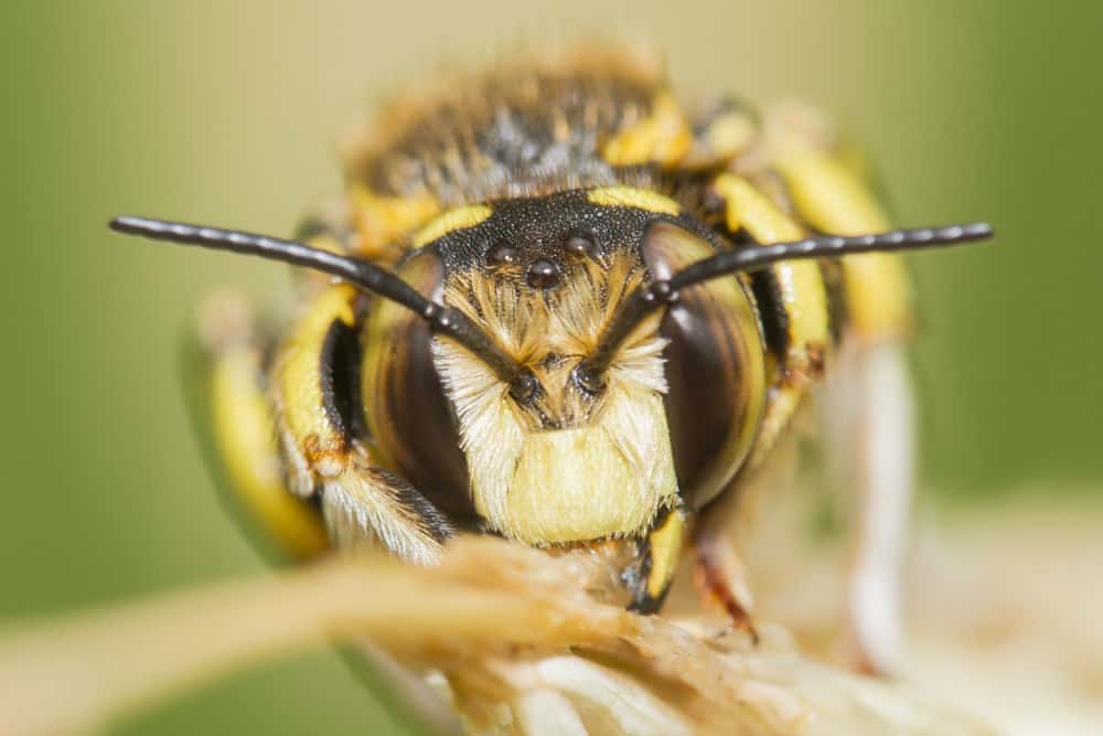 Son peligrosas las abejas carpinteras