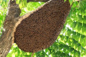 Las abejas y su colmena en un árbol.