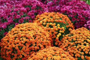 Flores de mamá coloridas para la temporada de primavera o otoño