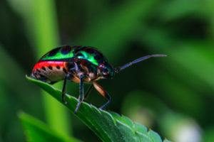 Insecto apestoso de color verde en la hoja