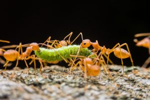 Grupo de hormigas que llevan una oruga