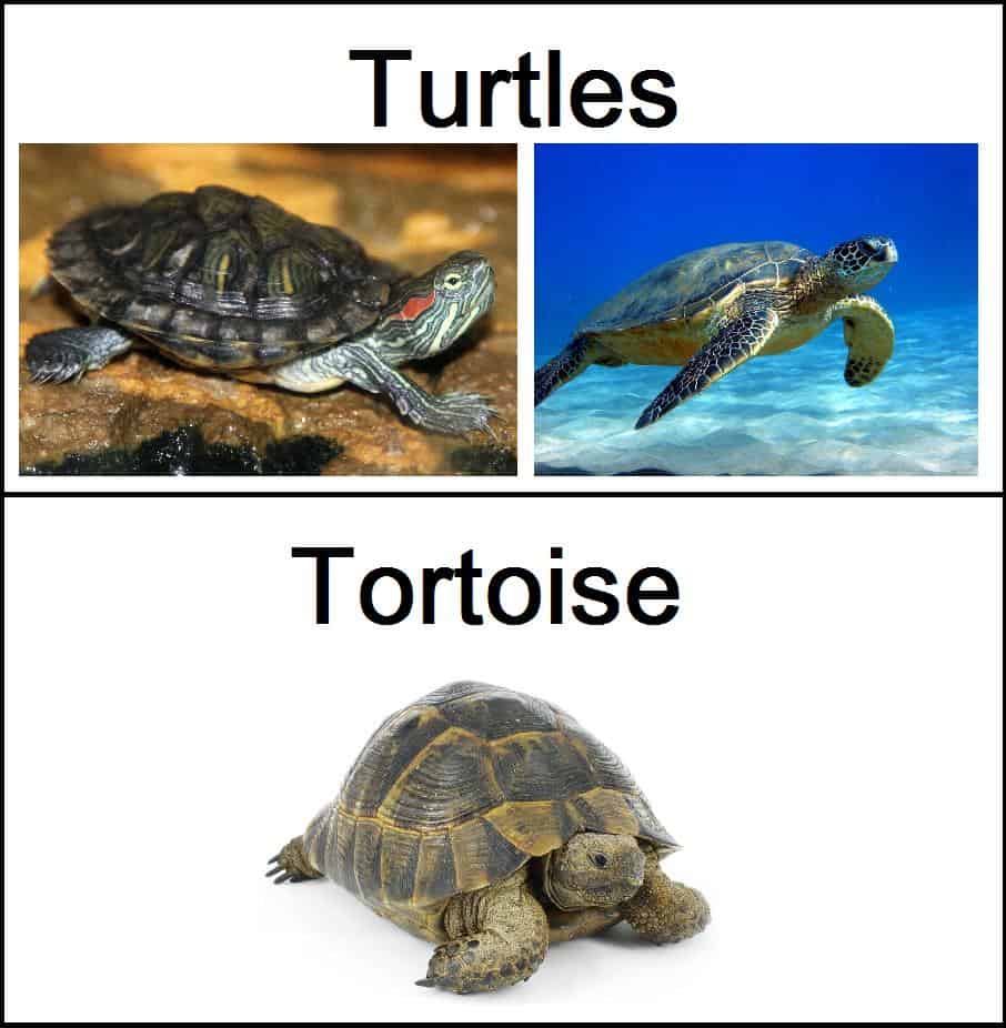 Tortugas VS Tortugas Marinas — 5 Diferencias y Comparaciones