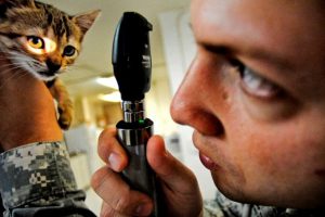Un hombre está usando una lupa para examinar a un gato