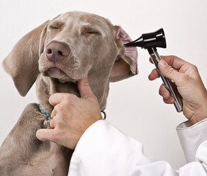 Médico revisando la oreja del perro