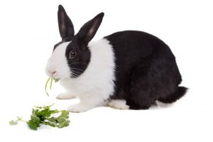 Conejo enano holandés está comiendo cilantro, aislado sobre fondo blanco.