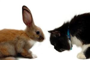 Conejo marrón contra gato negro-blanco en el fondo blanco.