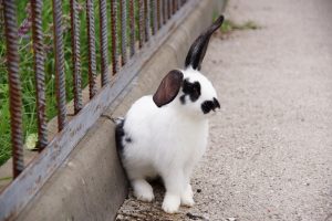 Un conejo blanco y negro se sienta en una cerca.