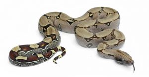 Boa Constrictor: Aprende todo lo que Querías saber con Imágenes