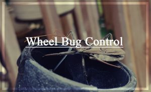 Control de Insectos en las Ruedas – Tratamiento de Picaduras y Remedios Caseros