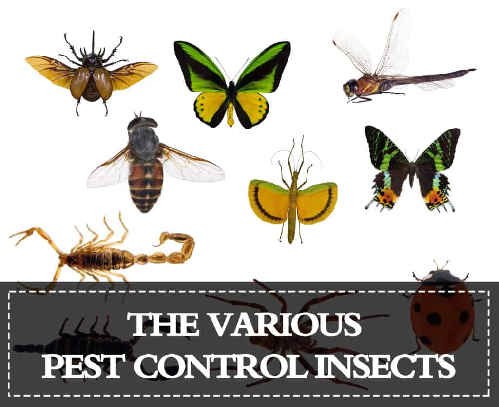 Insectos de Control de Plagas — Listado de los Varios Insectos de Control de Plagas