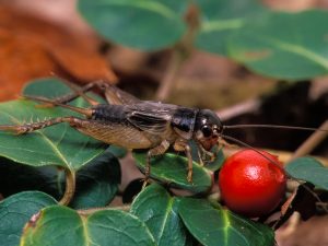 El primer plano del insecto de cricket a la planta y el fruto