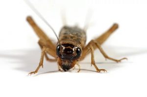 Un gran insecto de cricket en el fondo blanco