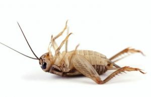 Un insecto de cricket muerto en el fondo blanco