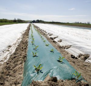 Farmland con fila de plántulas que se sacan de la cubierta de plástico. 