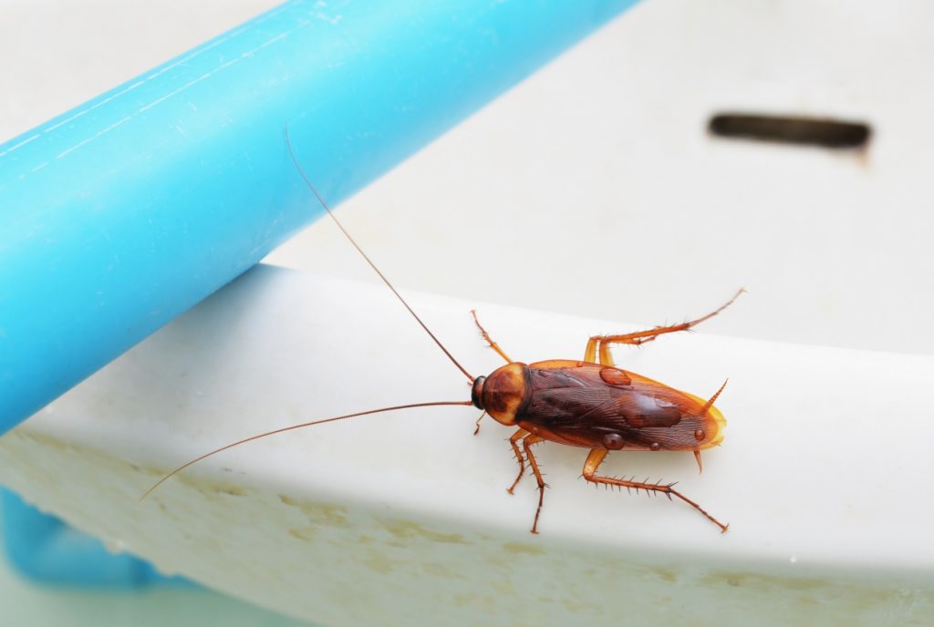 Una cucaracha está escalando en el baño