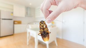 Súper 9 Insectos Consejos de Control que Realmente Funciona