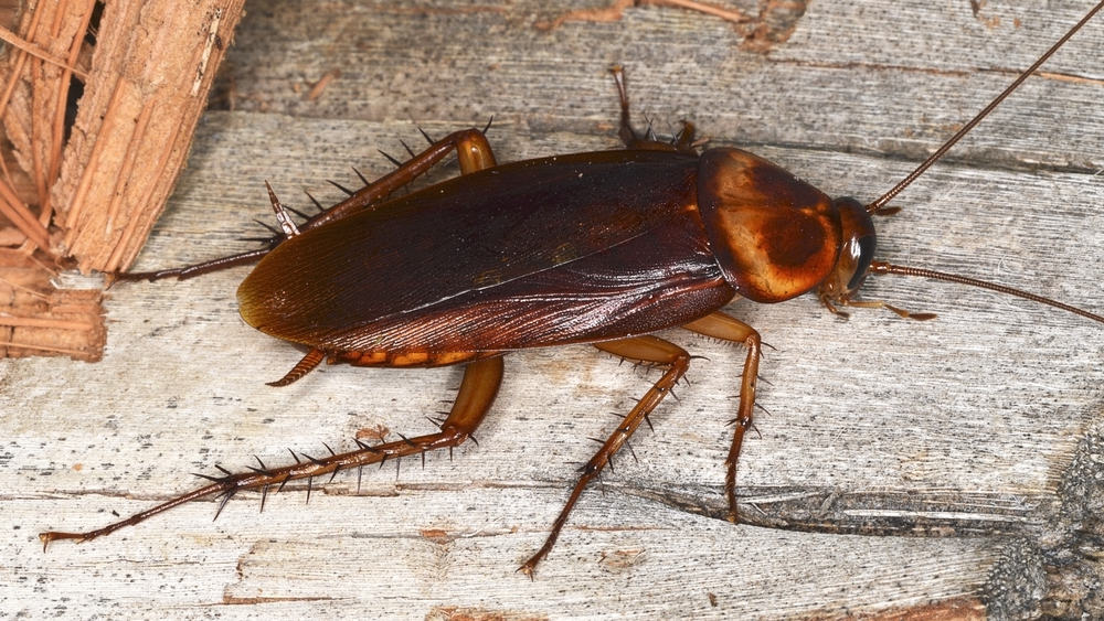 La gran cucaracha americana está tirada en el suelo de madera