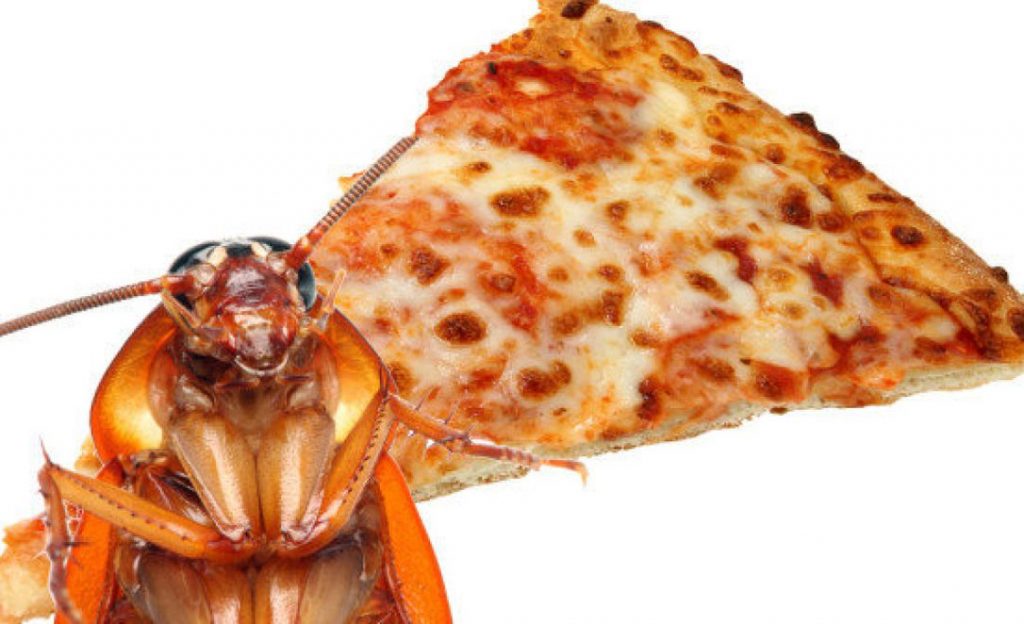 Una gran cucaracha y una pizza en rodajas