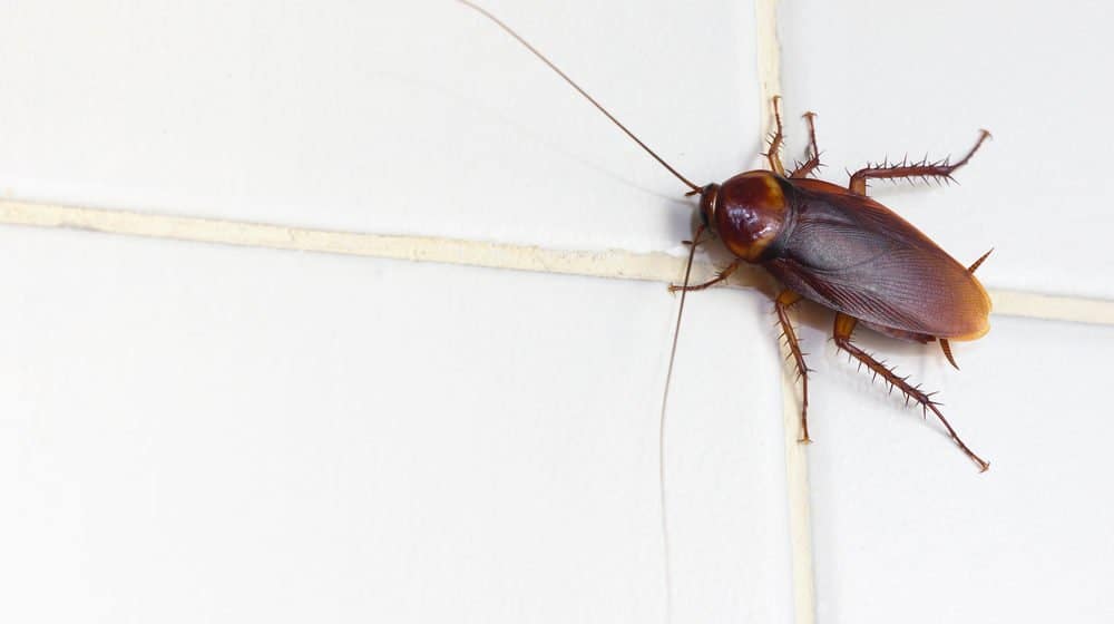Una cucaracha está escalando en la pared