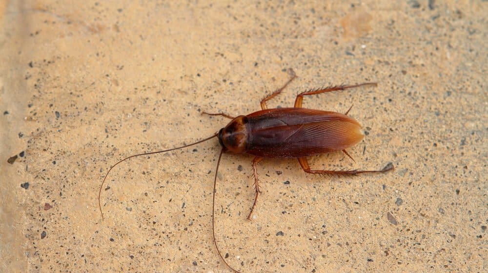 Una cucaracha oriental descansando en el suelo