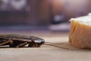 Una cucaracha está mirando un queso