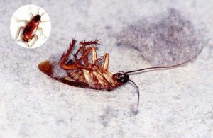 Cómo Deshacerse de las Cucarachas Rápidamente: La Guía Completa