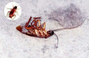 Una cucaracha muerta en el suelo