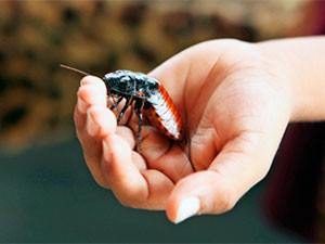 Una cucaracha tumbada en la mano del hombre