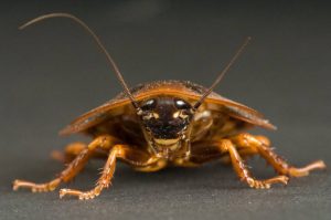 34 Increíbles Datos de la Cucaracha (Secretos) que Quieres Escuchar