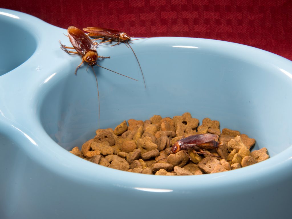 Tres cucarachas americanas están subiendo a un tazón que está lleno de galletas