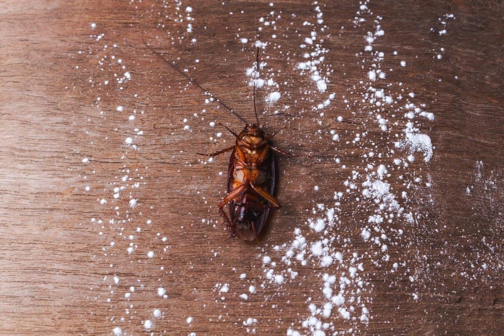 Una cucaracha muerta asesinada por borax