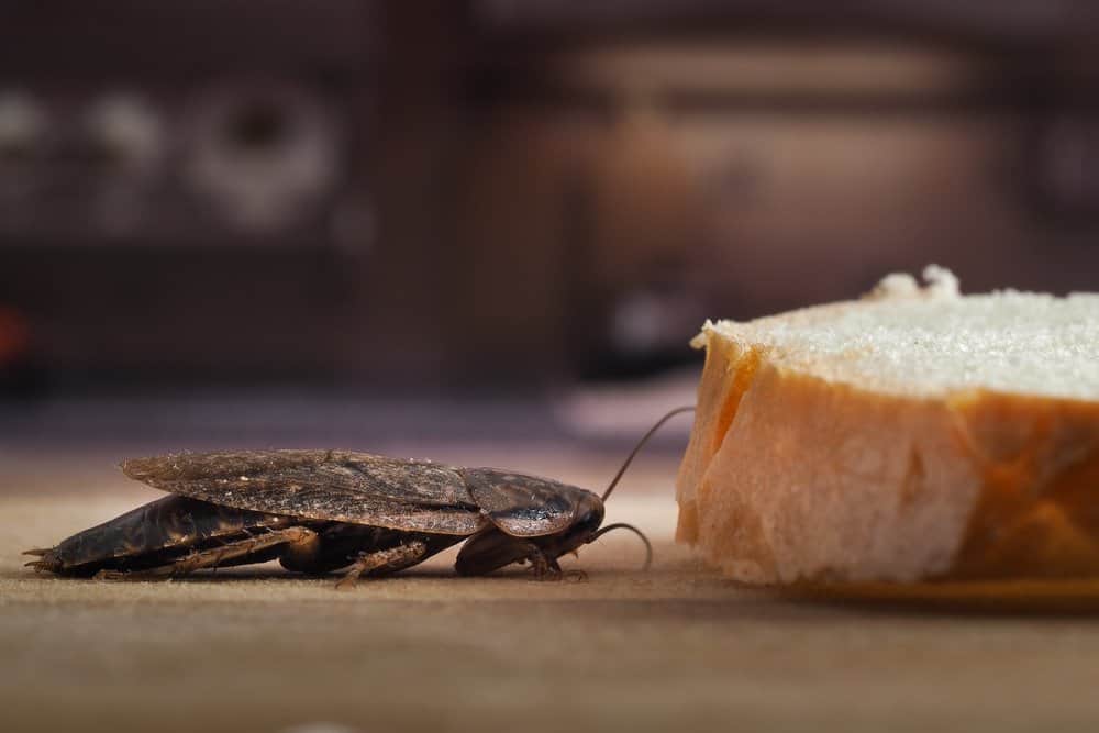 Usando una trampa de pan para atraer cucaracha