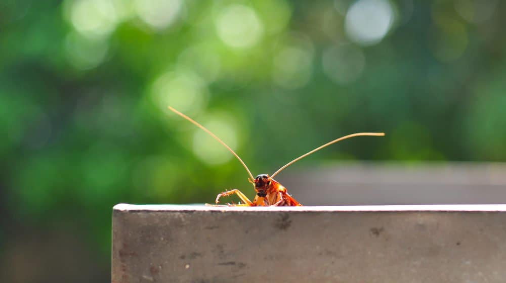 Una cucaracha te está mirando fijamente