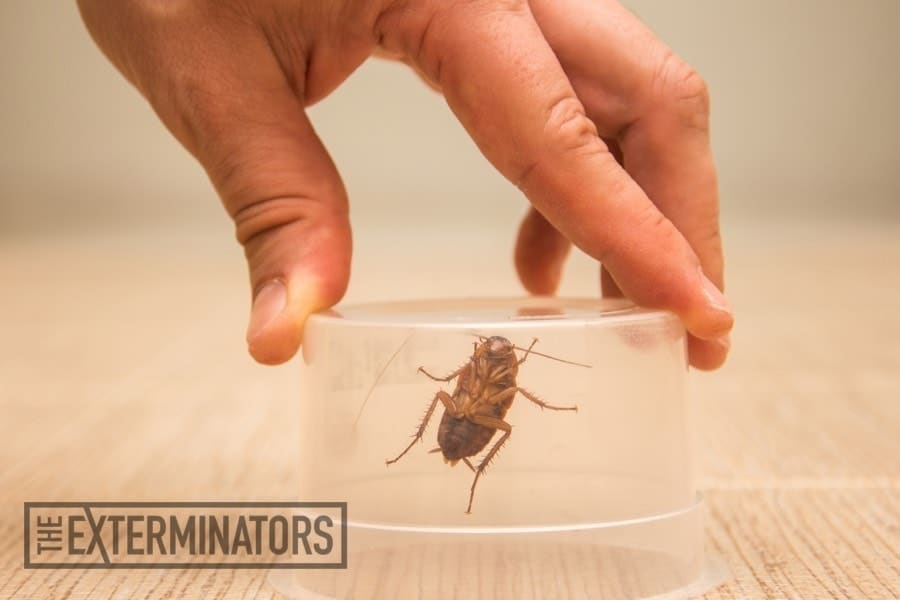 Un hombre está usando botella de vidrio para atrapar a una cucaracha