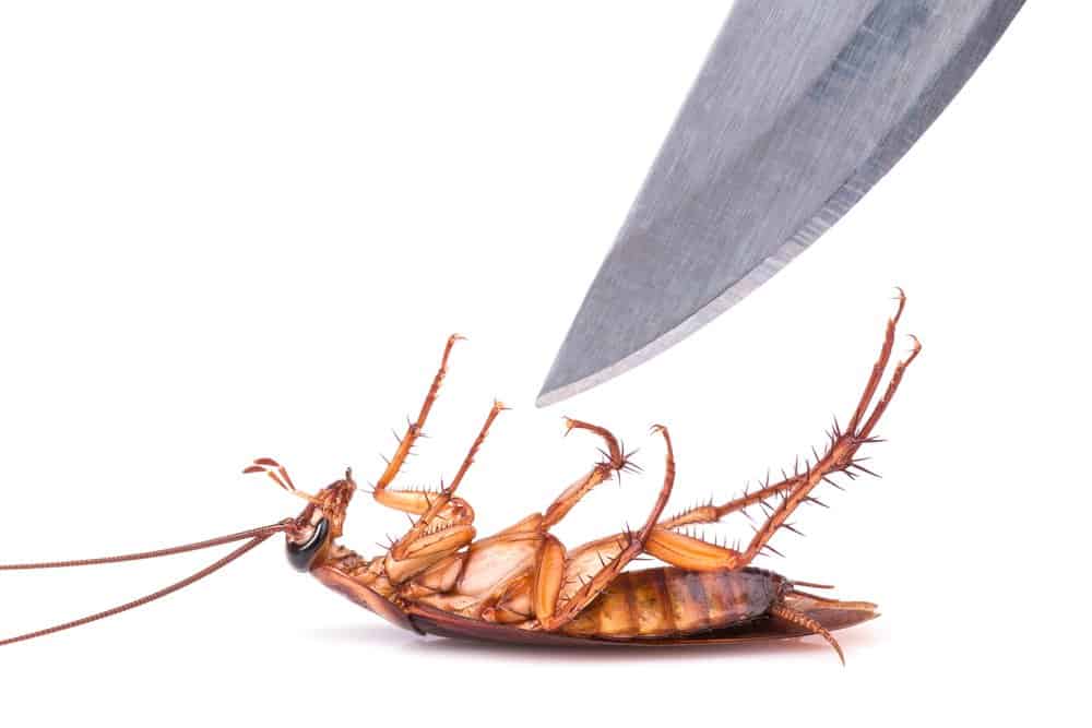 Un cuchillo está a punto de matar a una cucaracha en el fondo blanco