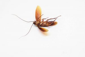 Cockroach with opened wings on white background