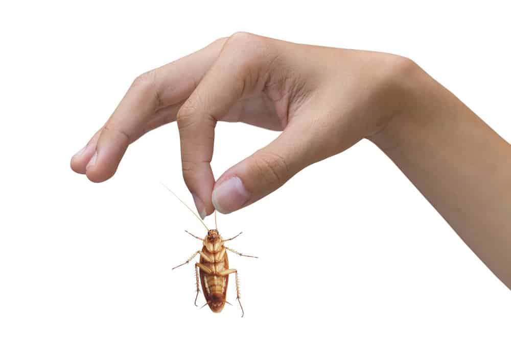 Una cucaracha muerta en los dedos de un hombre