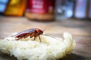 Cucaracha tumbada en arroz