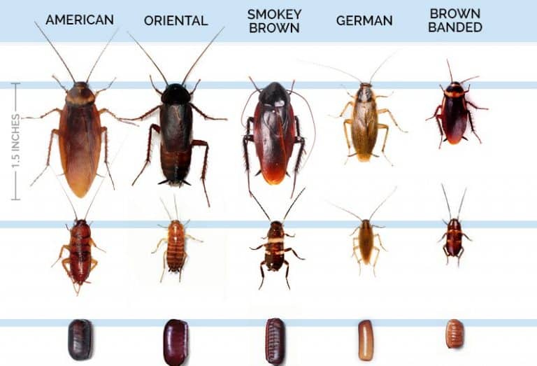 Diferentes tipos de cucarachas