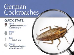 Información básica sobre cucaracha alemana