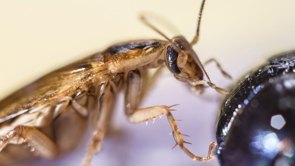 Un tiro cercano de una cucaracha alemana