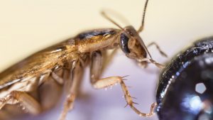 Todo lo que Necesitas Saber sobre las Cucarachas Alemanas