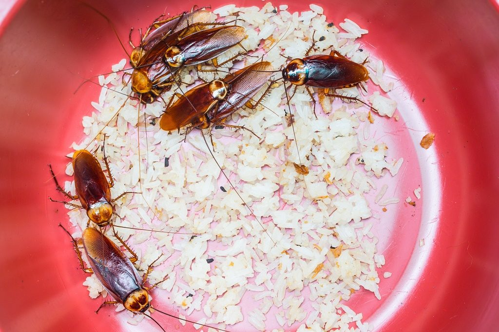 Un montón de cucarachas americanas están comiendo arroz en una olla