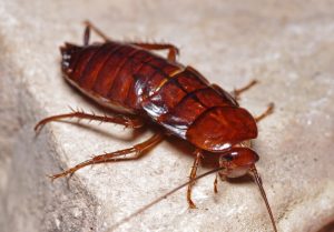 Todo lo que Necesitas saber sobre la Cucaracha Oriental y Formas de Combatir a estos Demonios