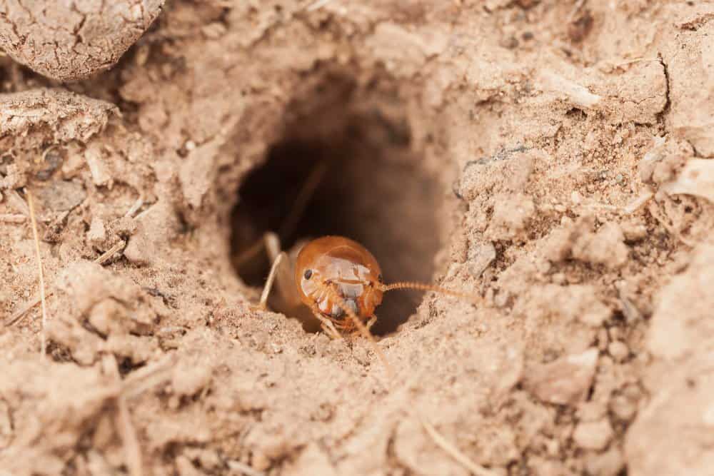 Una termita está mostrando su cabeza en la cueva