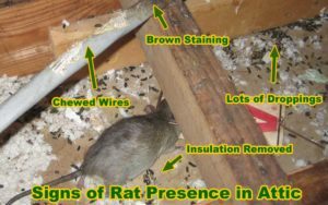Destrucción causada por ratas