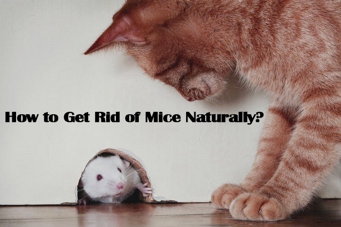 Cómo Deshacerse de los Ratones Naturalmente: 3 Repelentes Naturales y 1 Disuasión Mortal
