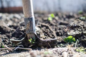 Deseche las plantas en descomposición con una pala.