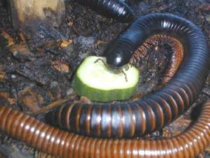 Milípedo gigante está comiendo rodajas de pepino