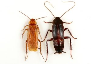 Las Mejores Formas de Identificación Eficaz de Bichos de Agua y Cucarachas